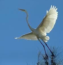 birds - heron in flight - 1