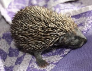 hedgehog - hoglet 1 - 1