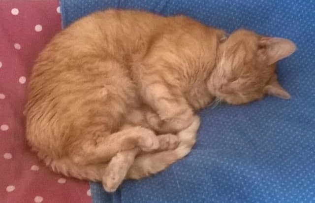 Ginger sales cat missing