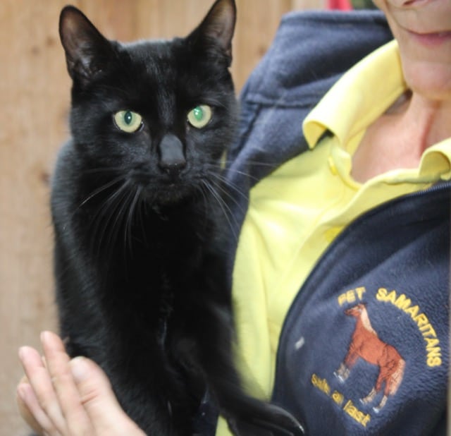 Beautiful black cats for adoption Pet Samaritans