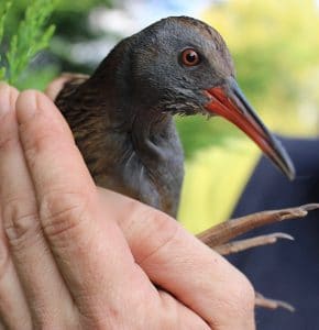 birds-water-rail-1