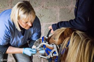 ponies-dentist-1