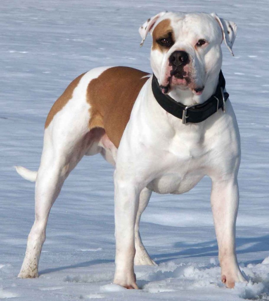 American Bulldog Lost in Derbyshire Chesterfield