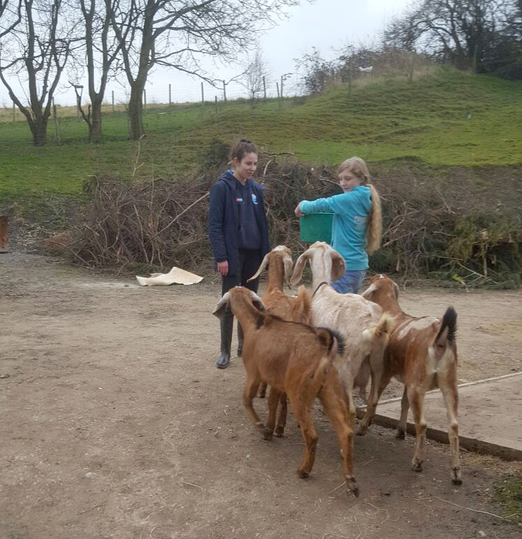 anglo nubian goats