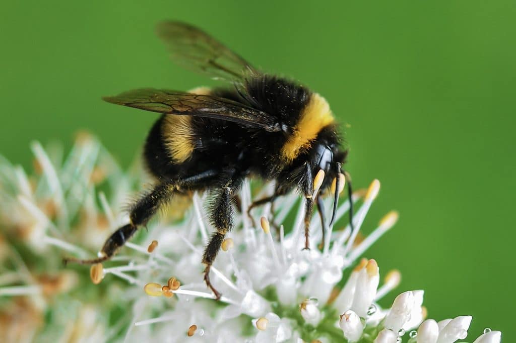 Bees and Insects Help