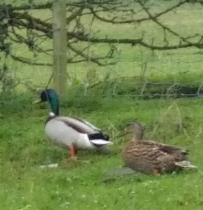 Ducks at Sanctuary