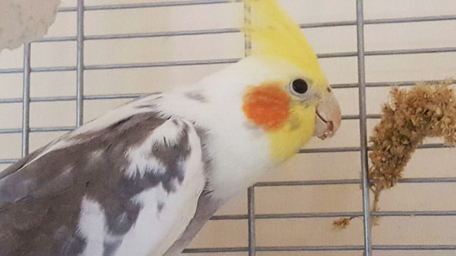 tom cruise cockatiel