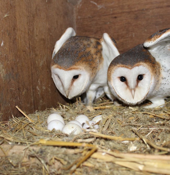 Barn owl eggs