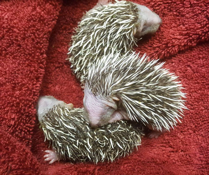 Baby Hedgehogs at the Wildlife Rescue Center