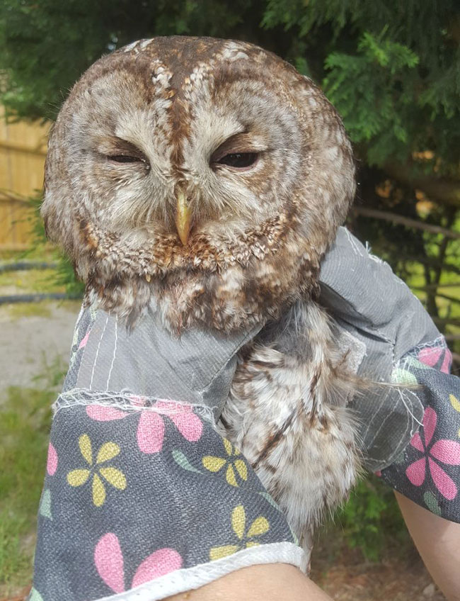 Injured Tawny Owl