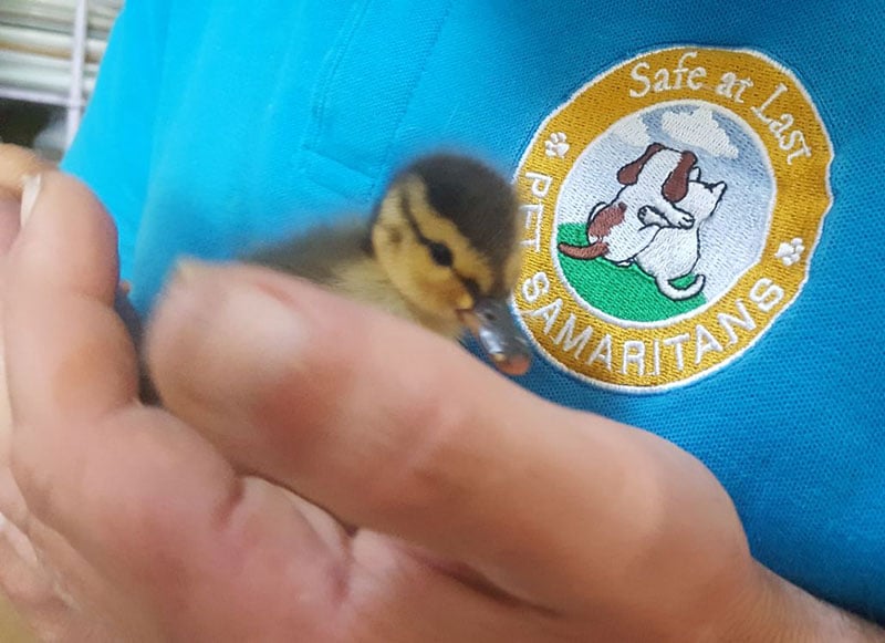 Baby duckling Rescue