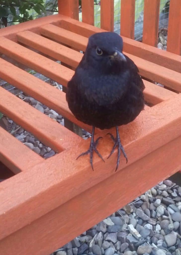 Perry the blackbird