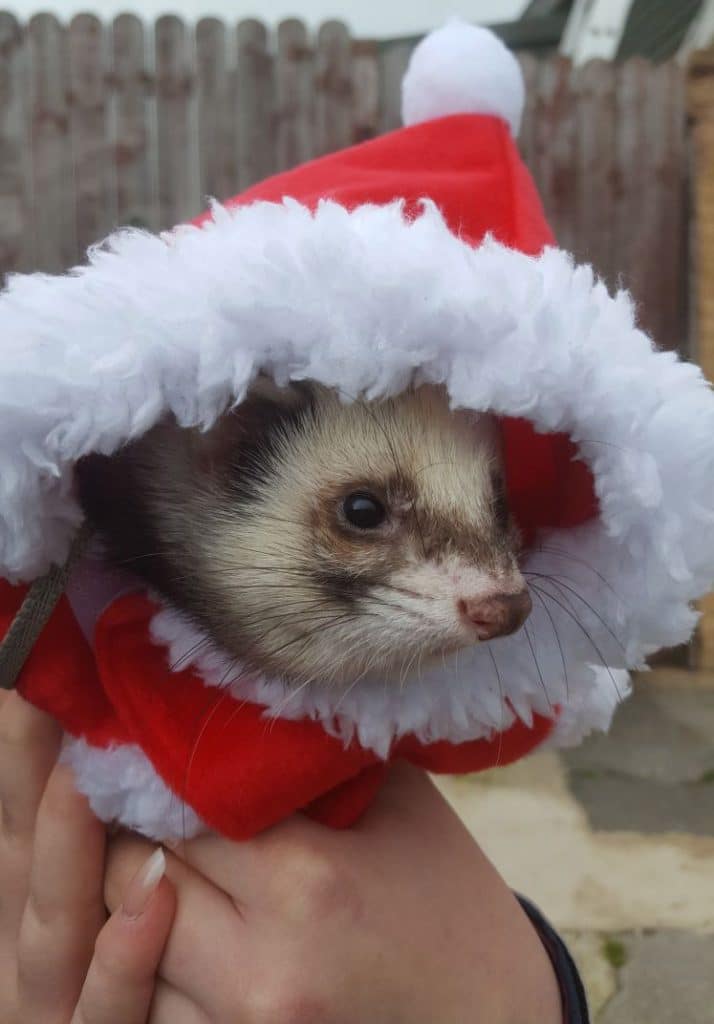 Slinky ferret at the animal sanctuary