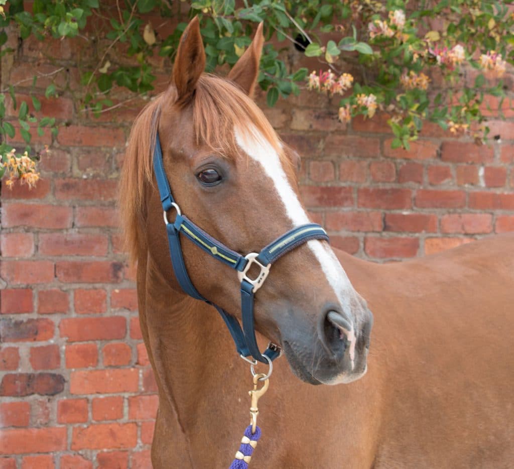 Fidlin Racehorse Rehomed