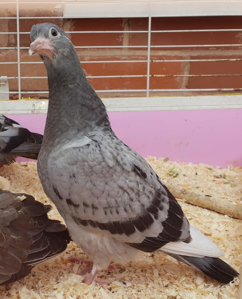 injured pigeon at wildlife rescue