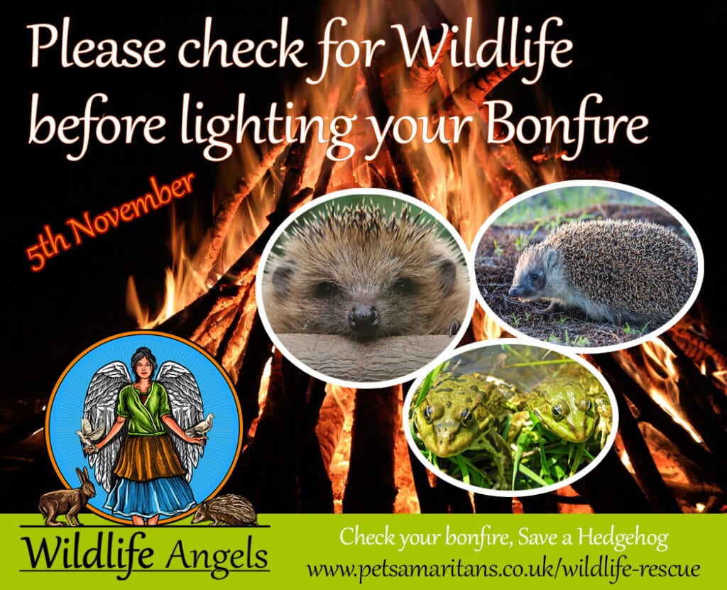 Watch out for wildlife on bonfire night