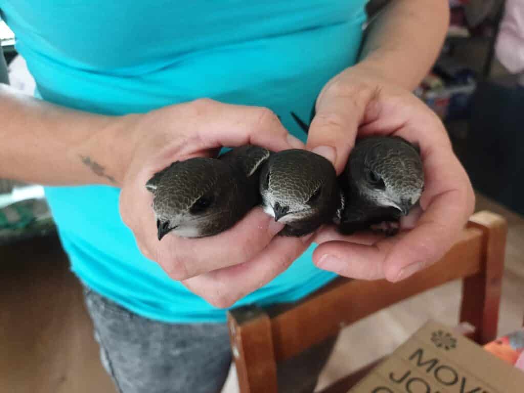 Over 30 swifts being cared for