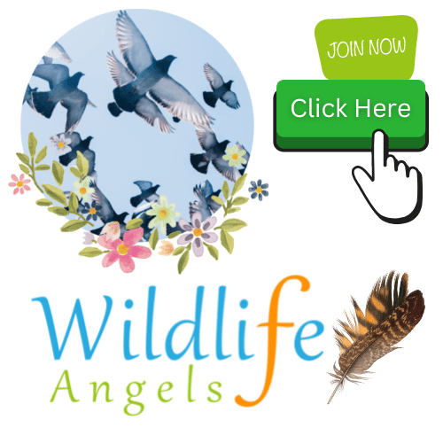 Become a wildlife angel