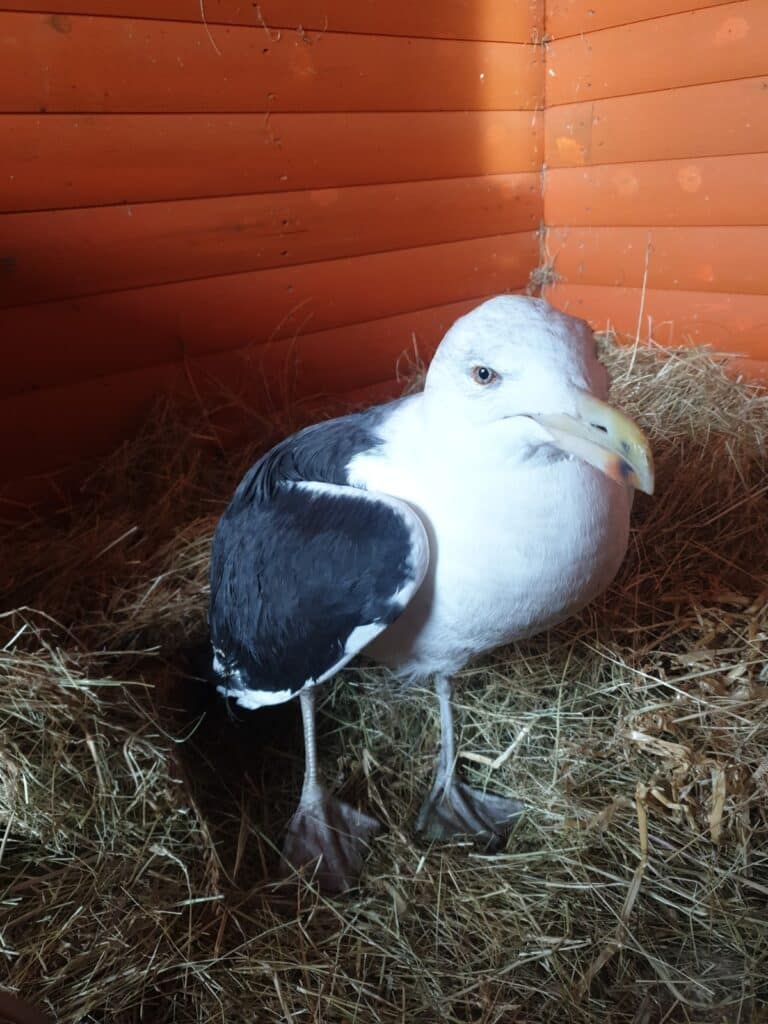 poorly seagul