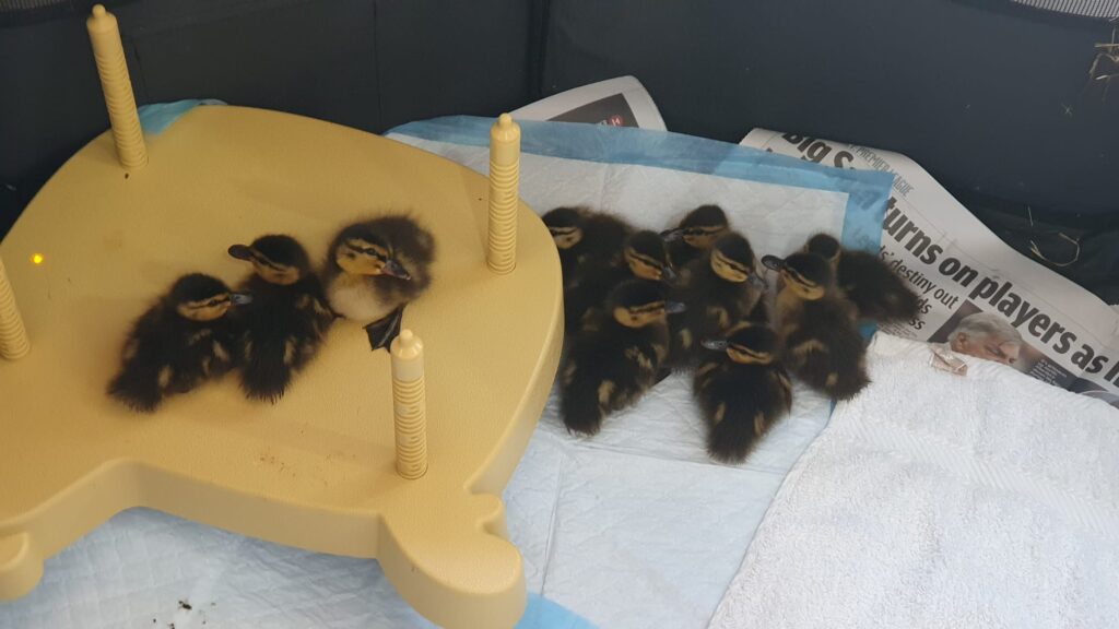 KFC baby ducklings