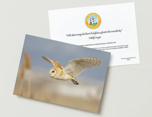 Owl Card