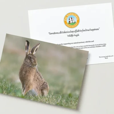 Hare greeting card