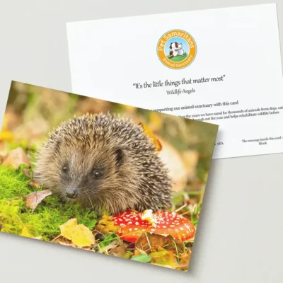 Hedgehog Card