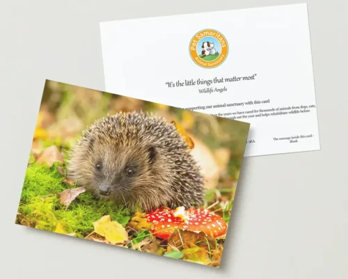 Hedgehog Card