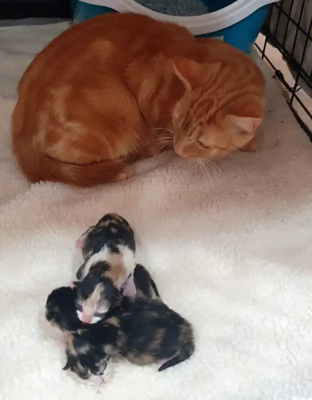 Honey and kittens arrive at the animal sanctuary