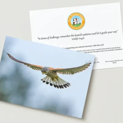 Kestrel greeting card