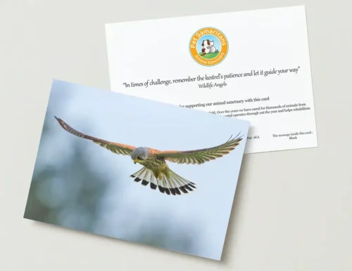 Kestrel greeting card