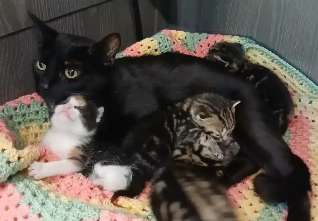 Maggie and her kittens