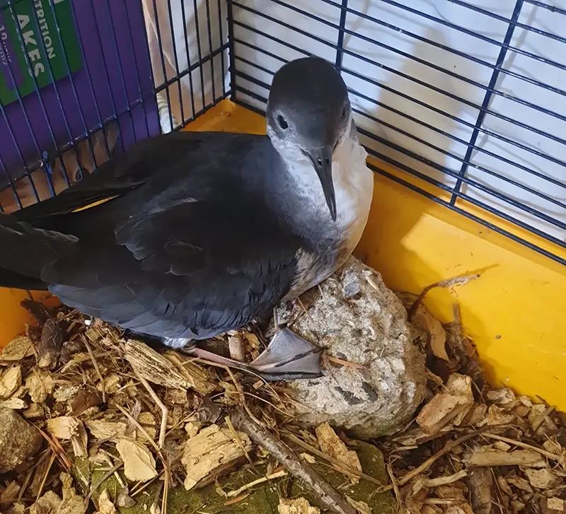 Manx Shearwater rescue