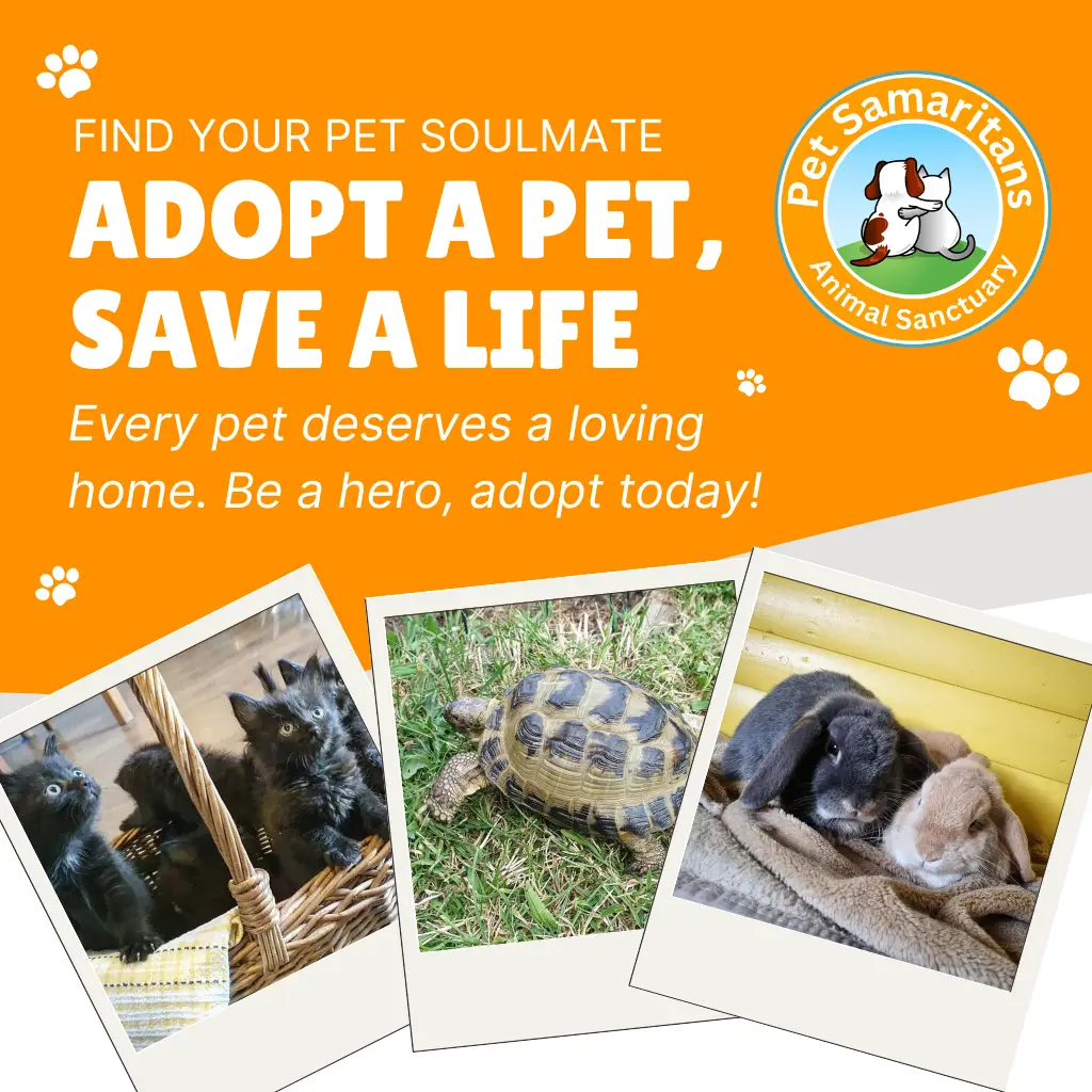 pet adoptions at the pet samaritans animal sanctuary