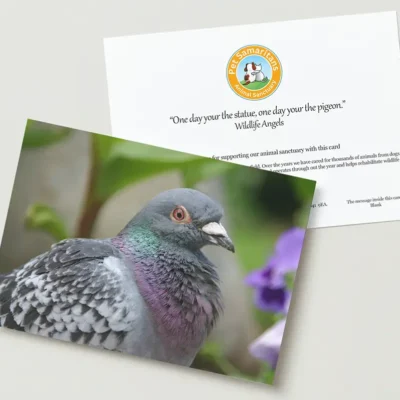 Pigeon greeting card