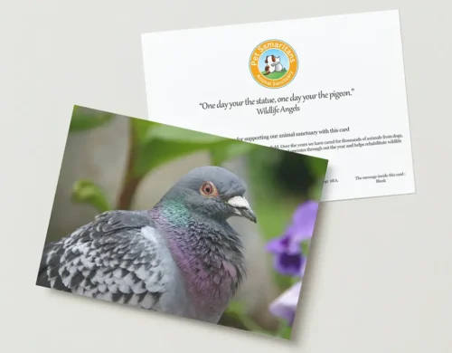 Pigeon greeting card