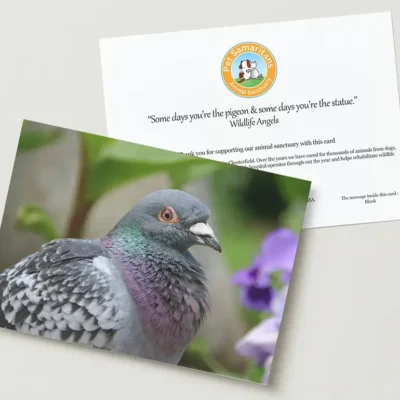 Pigeon greeting card