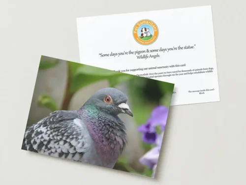 Pigeon greeting card