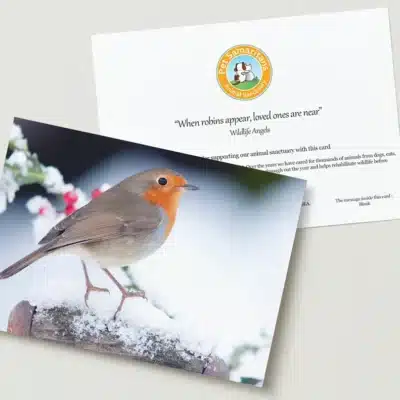 Robin greeting card