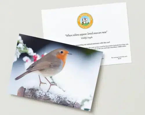 Robin greeting card