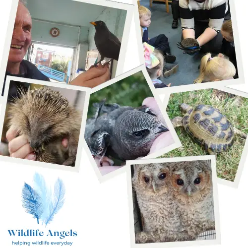 Wildlife angels helping wildlife everyday