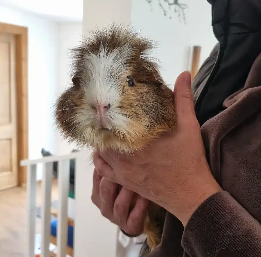 Cinnamon guinea pig