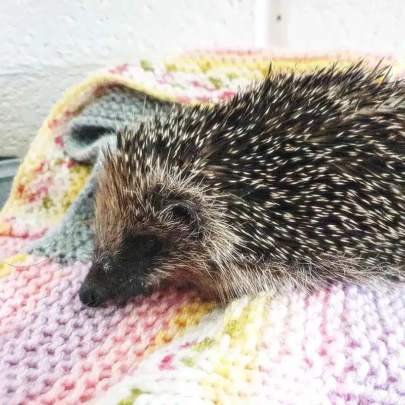 Hedgehogs admitted to wildlife hospital