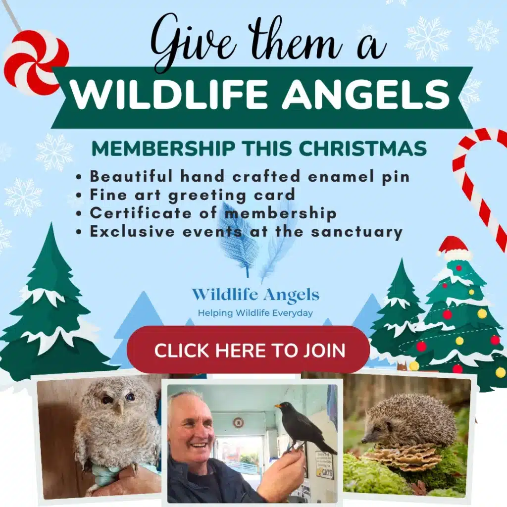 Wildlife angels membership at christmas